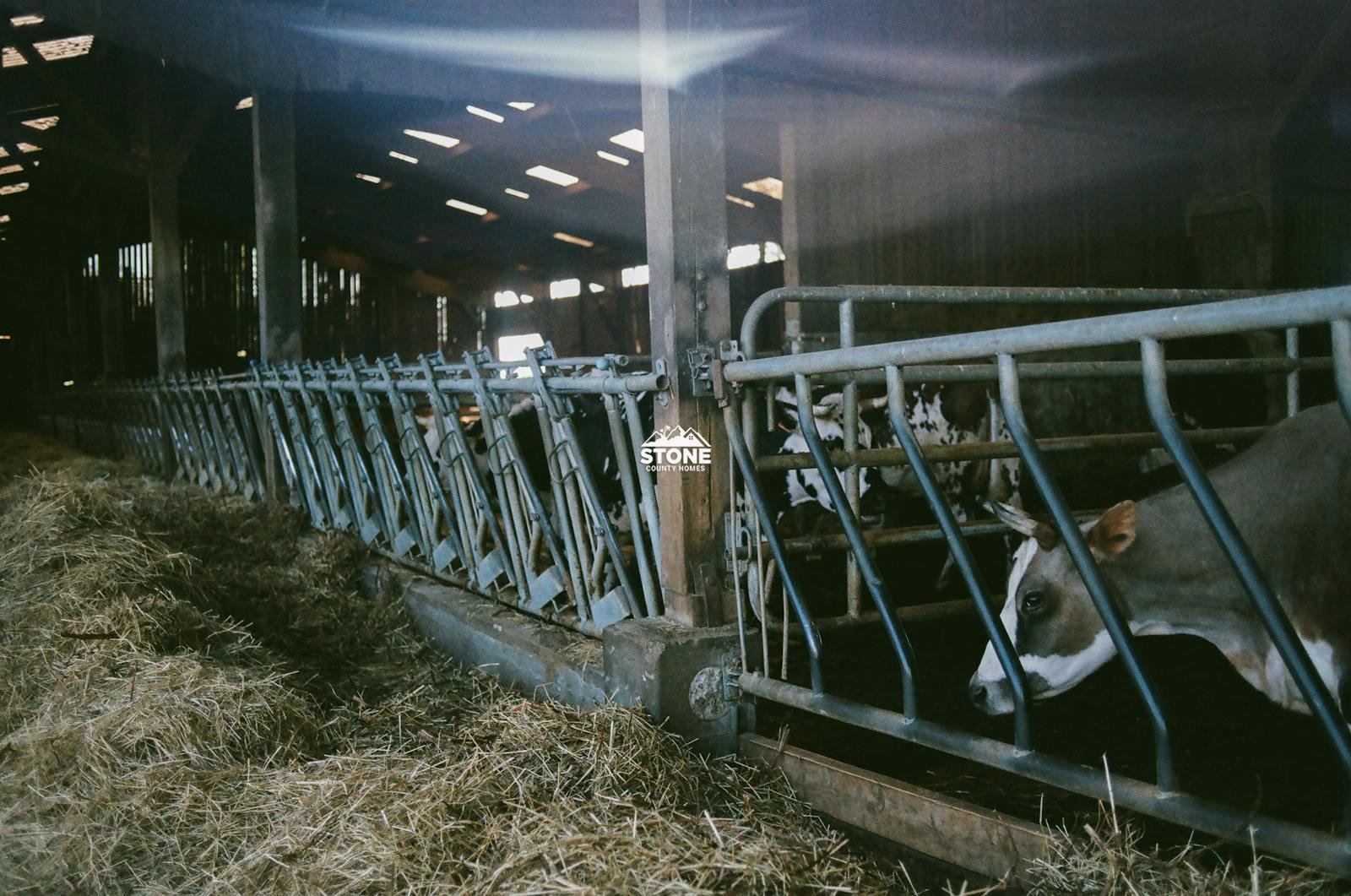 Domesticated cows standing behind metal fences in barn with wooden roof and piles of dry hay on farm in countryside