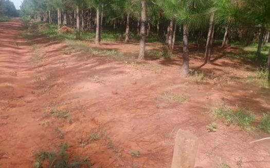 5 acre pine forest for sale in Nakasongola