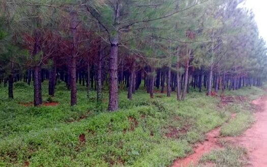 5 acre pine forest for sale -Nakasongola
